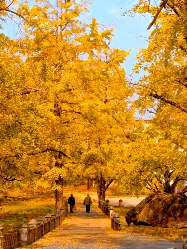 Ginkgo Season at Haiyang Town, best time to visit guilin