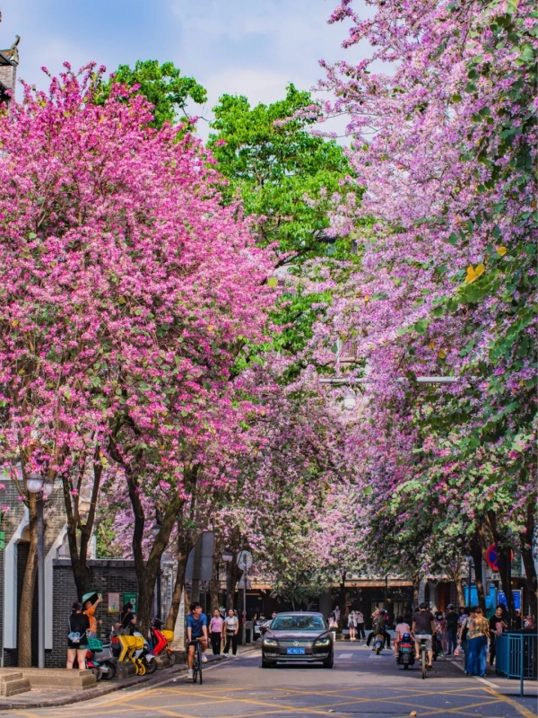 Spring Blossoms and Scenery in Guilin, best time to visit guilin