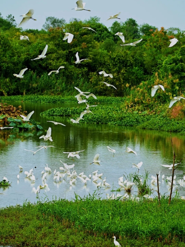 Xixi Wetland in Hangzhou