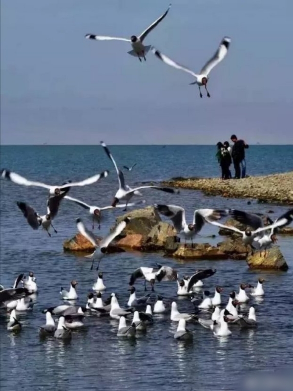 The Bird Island