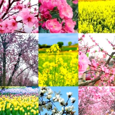 China March 2026 Flower Blossom Destinations