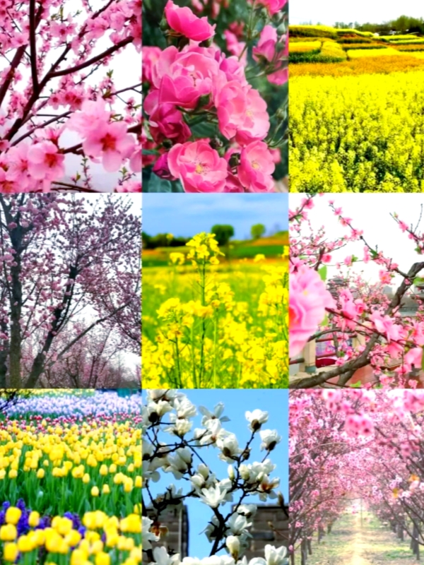 China March 2026 Flower Blossom Destinations