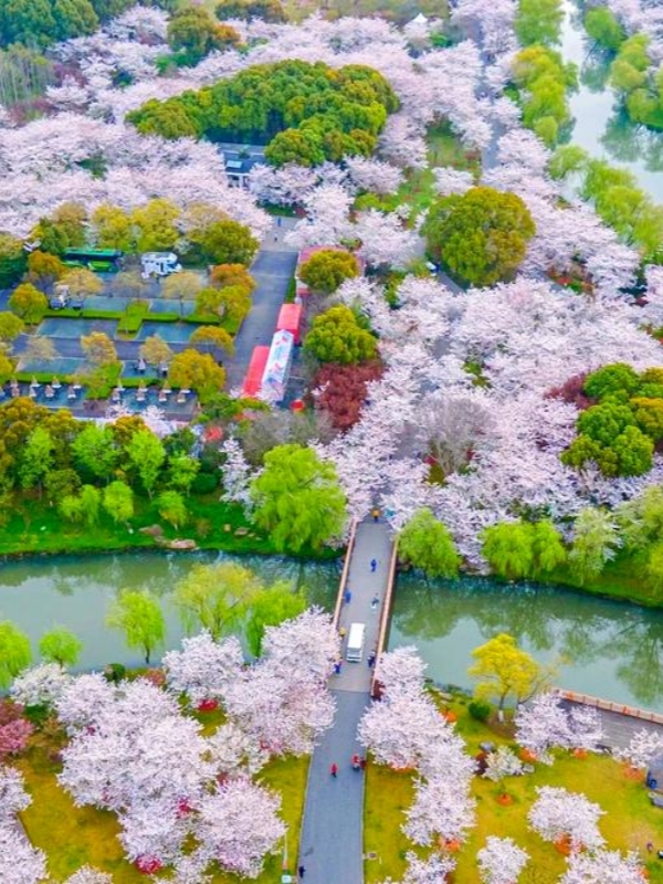 The Shanghai Gucun Park, China March 2026 Flower Blossom Destinations