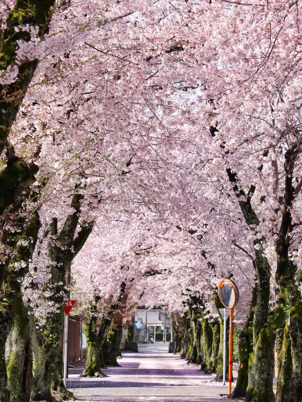 The Wuhan University & East Lake, China March 2026 Flower Blossom Destinations
