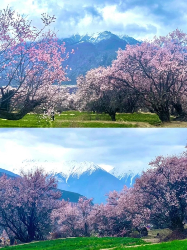 China March 2026 Flower Blossom Destinations