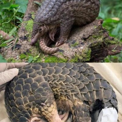 Pangolins in Shunan China Bamboo Forest