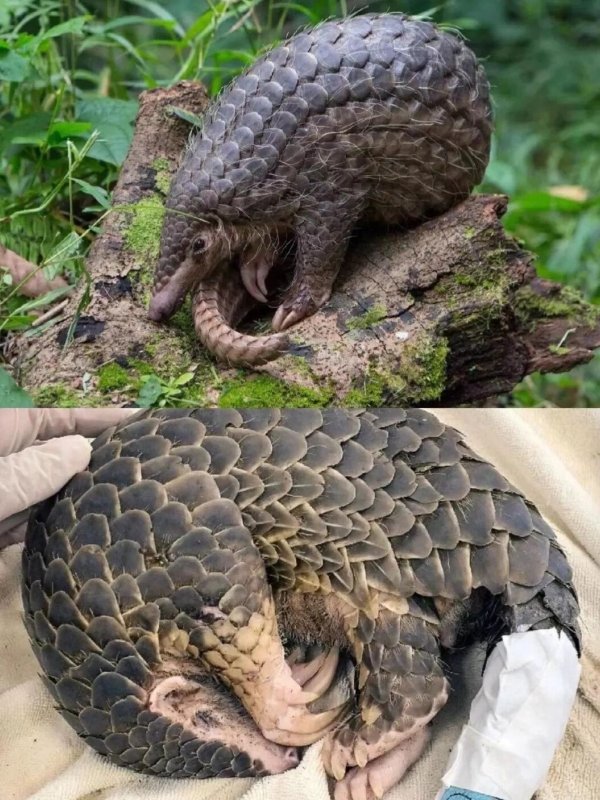 Pangolins in Shunan China Bamboo Forest