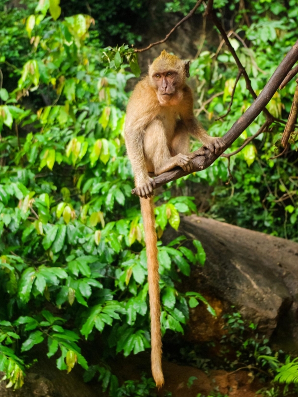 Wildlife in Forest