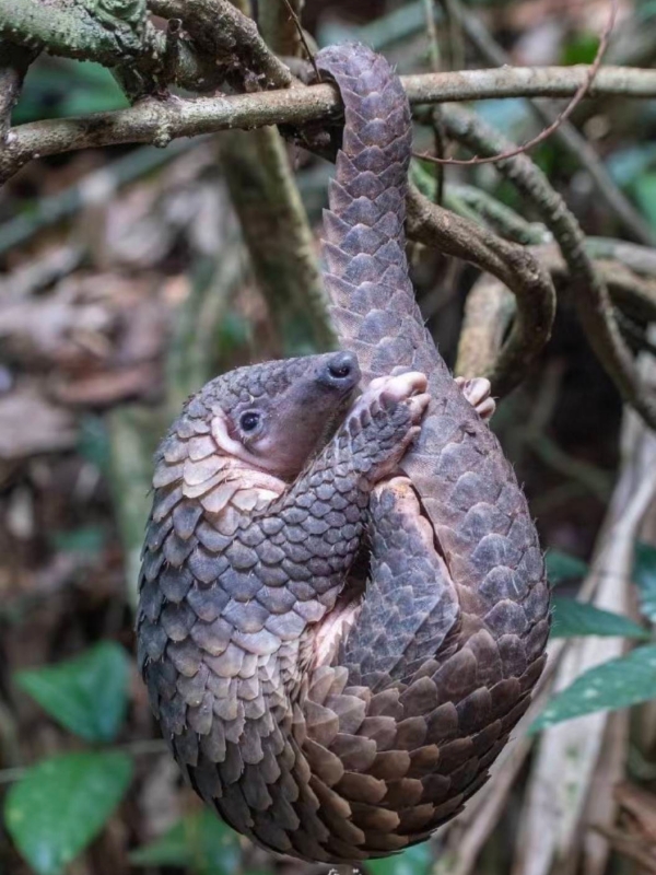 Pangolins in Shunan China Bamboo Forest