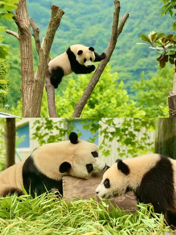 Map of Panda in China