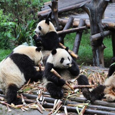 Map of Panda in China
