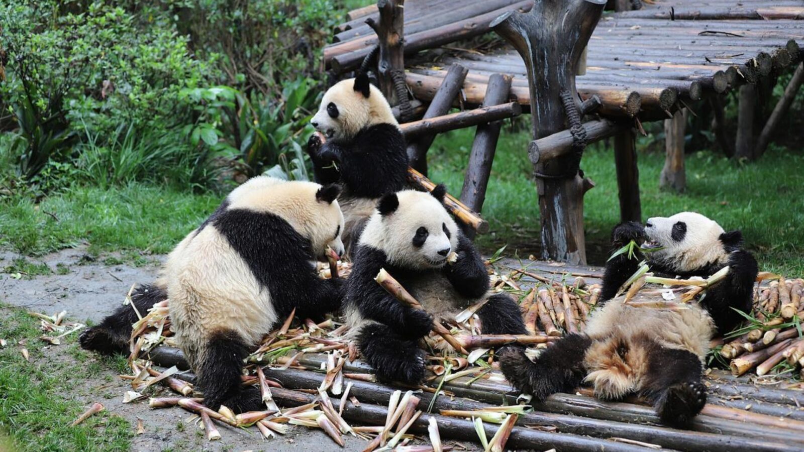 Map of Panda in China