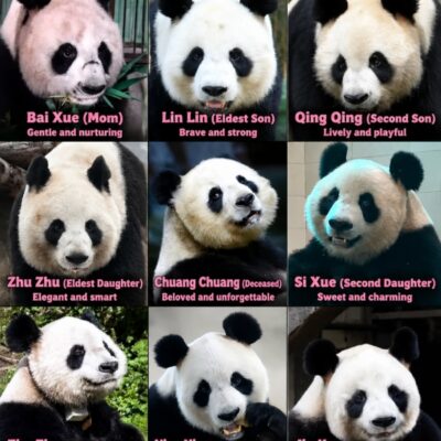 Panda Bear Names