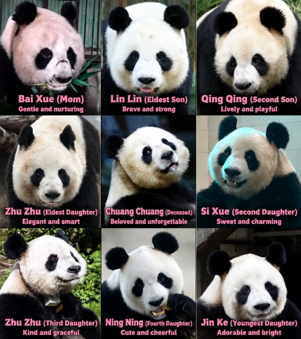 Panda Bear Names