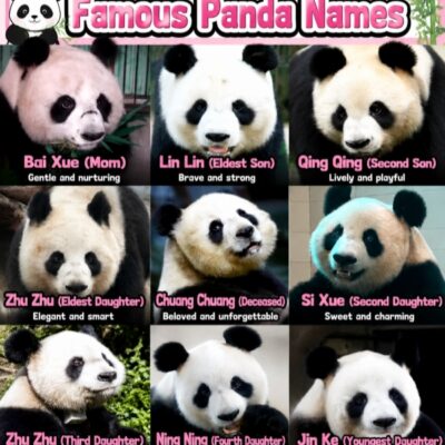 Famous Panda Names