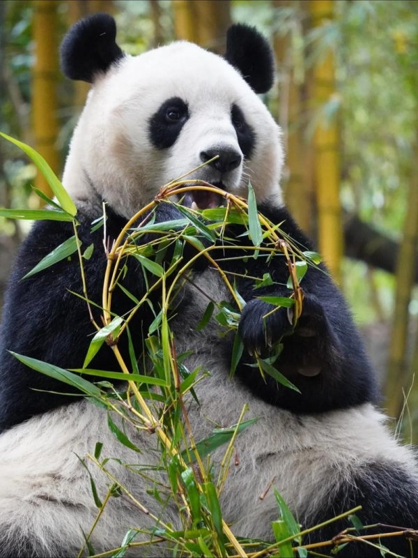 Famous Panda Names