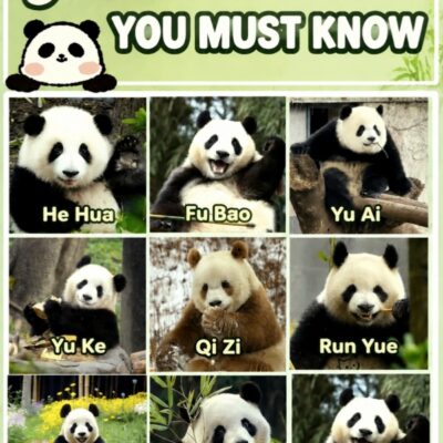 Chinese Panda Names