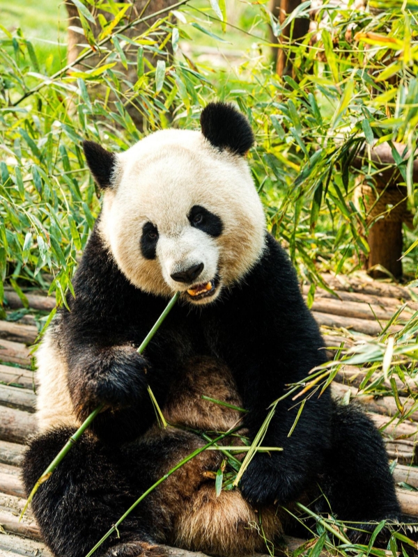 Chinese Panda Names