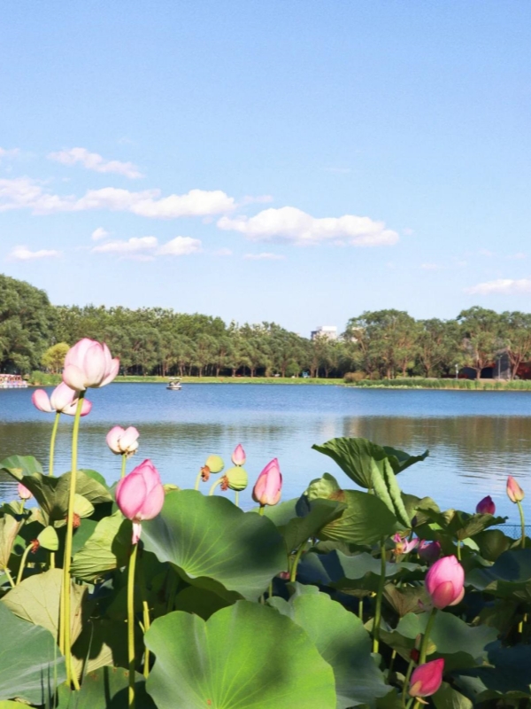 Chaoyang Park Beijing