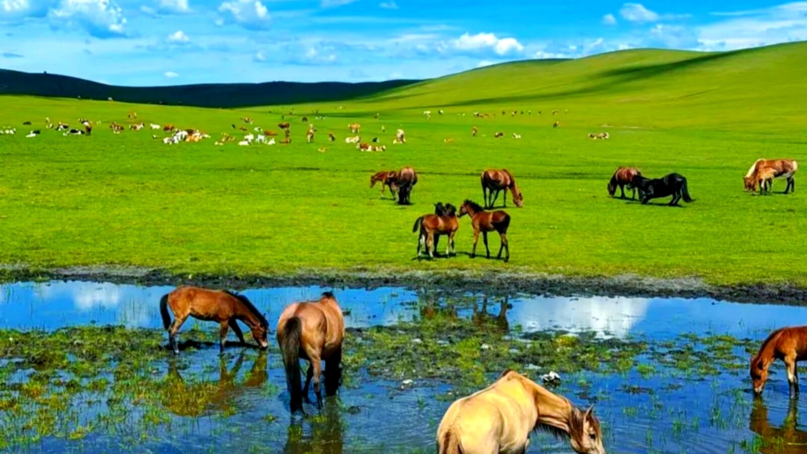 Inner Mongolia(Temperate Continental Climate)