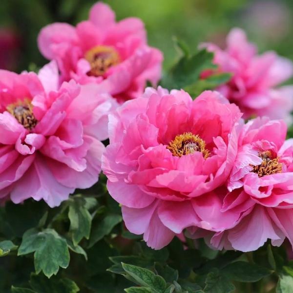 Peony Flower