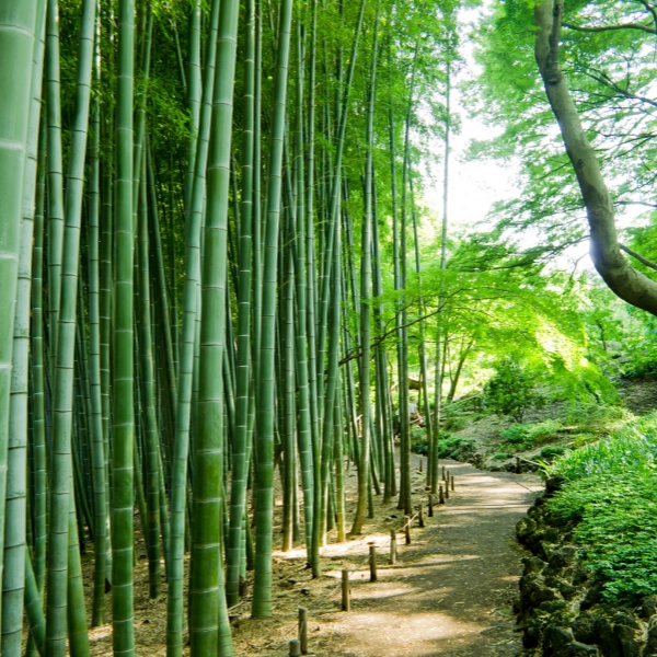 Anji Bamboo Sea