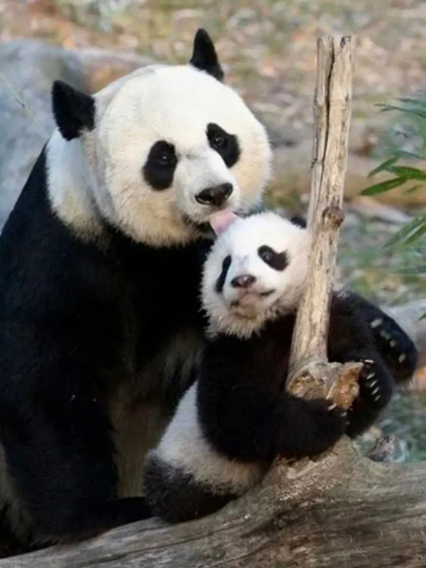 Names of Famous Panda Bears