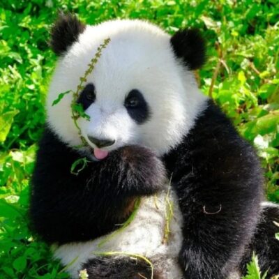 Famous Pandas Around the World