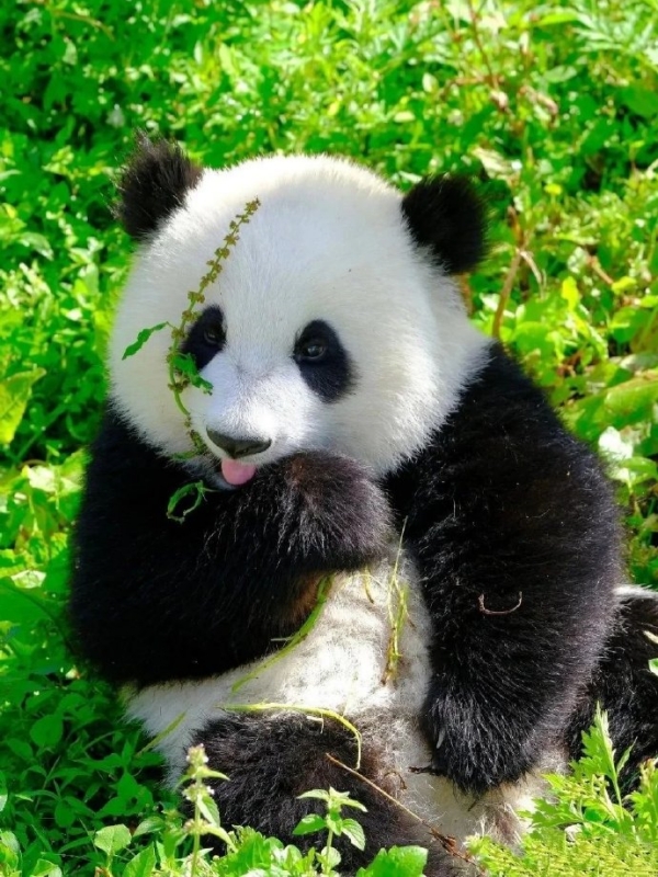 Famous Pandas Around the World