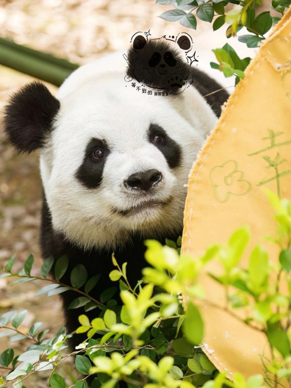 Names of Famous Panda Bears
