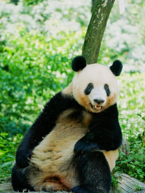 Names of Famous Panda Bears