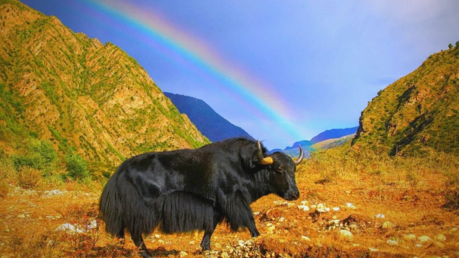 Wild Yak