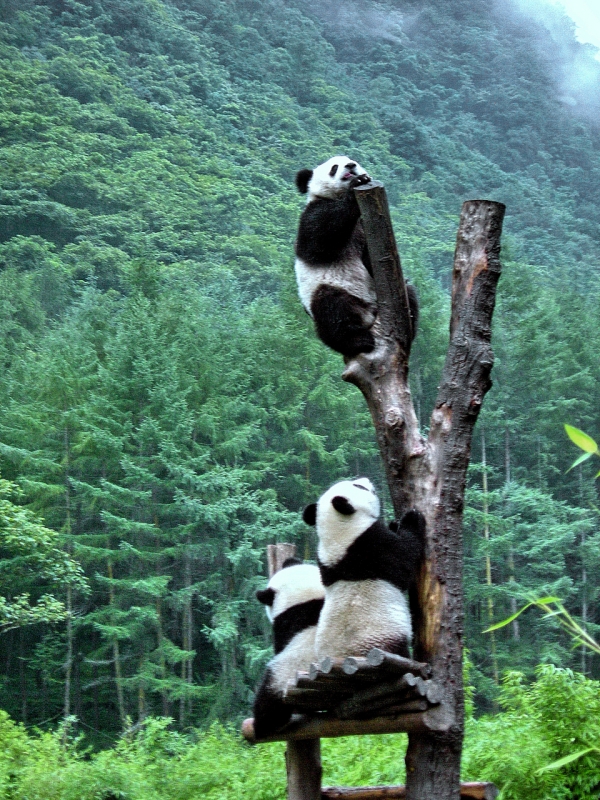Wolong Nature Reserve, China