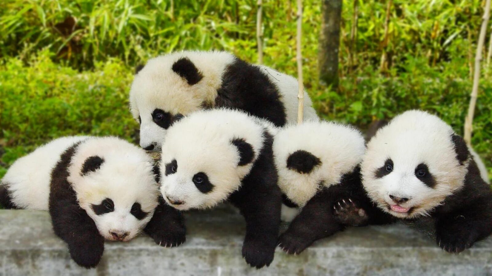 What Is A Panda's Life Cycle