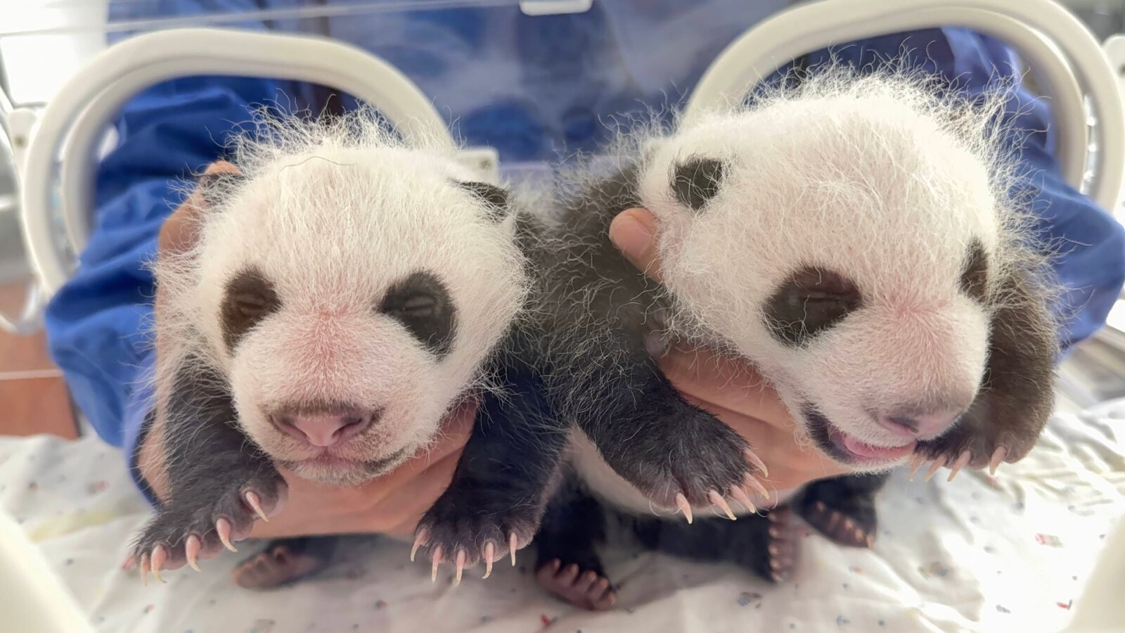 What Is A Panda's Life Cycle