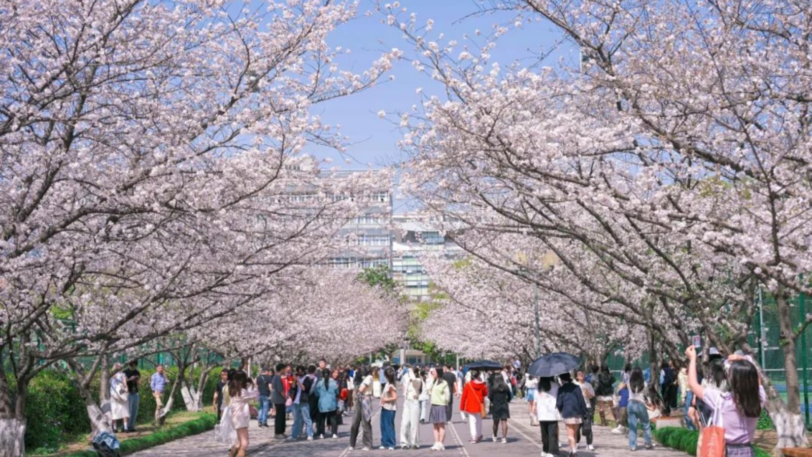 The Tongji University & Urban Campus Blooms