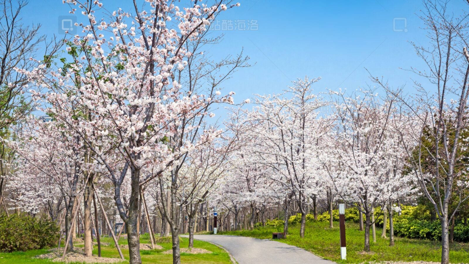 The Gucun Park Cherry Blossom Festival