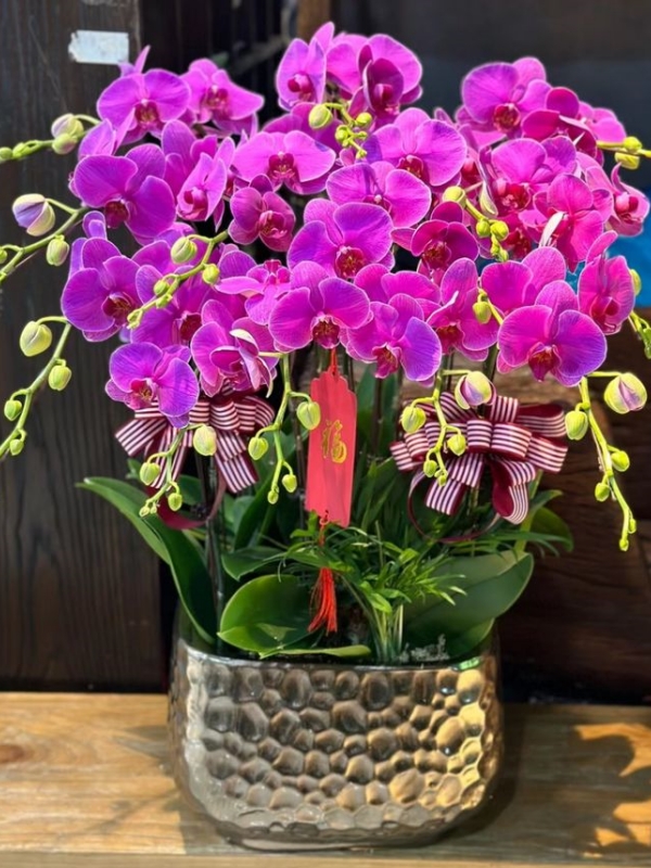 Orchids for Chinese New Year