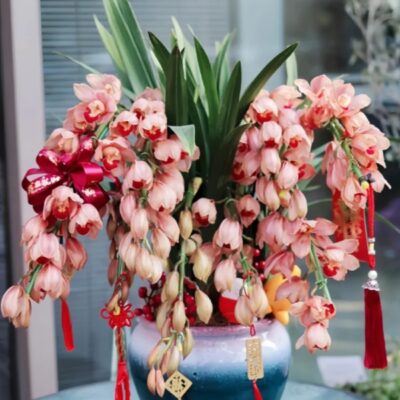 Orchids for Chinese New Year