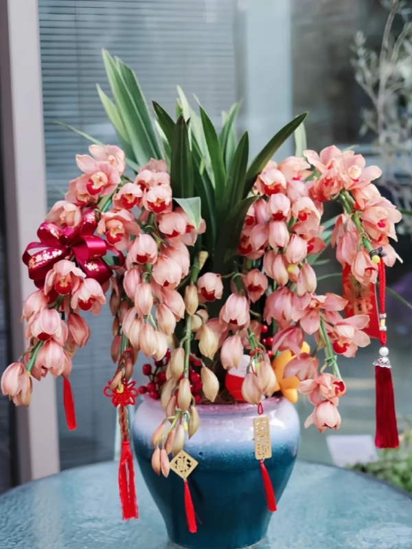 Orchids for Chinese New Year