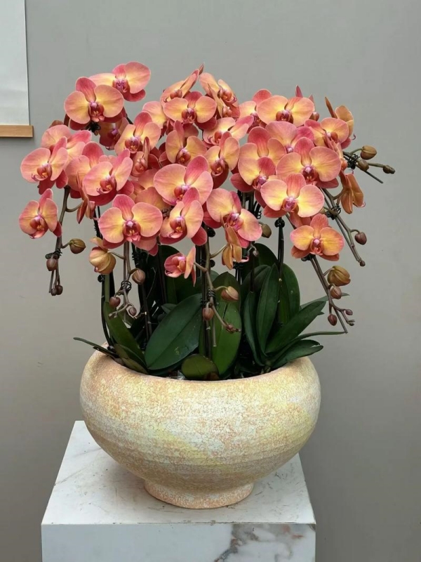 Orchids for Chinese New Year