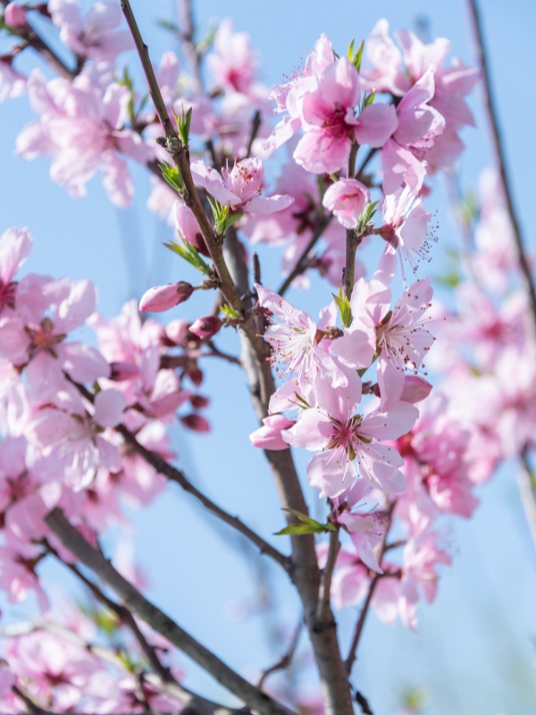 Peach Blossom (桃花) Chinese New Year Floral Arrangement