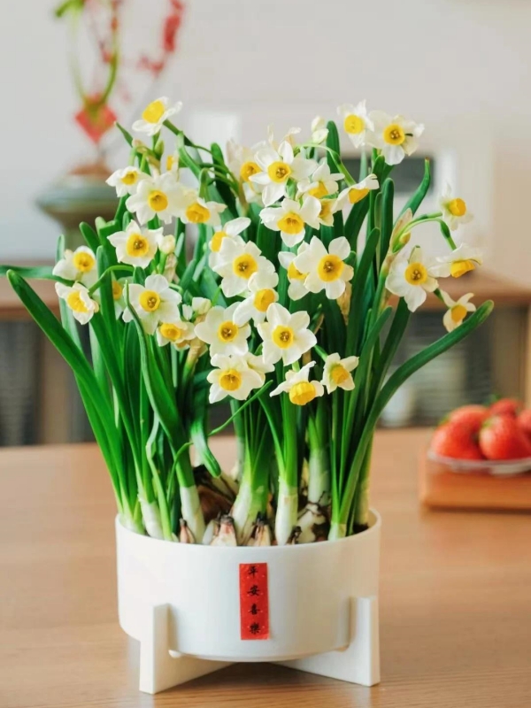 Narcissus (水仙) Chinese New Year Floral Arrangement