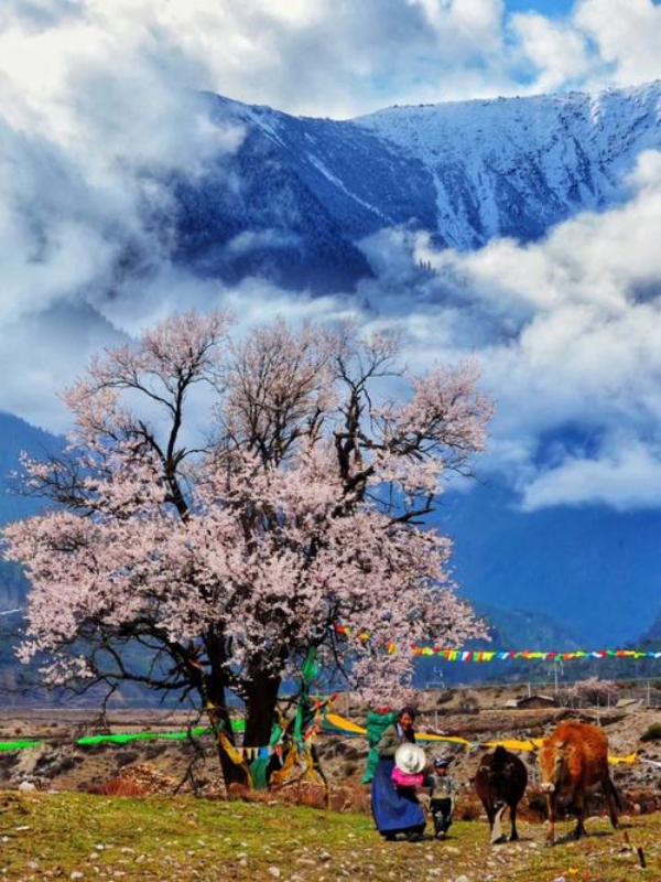 Linzhi Tibet China