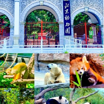 Beijing Zoo Tickets in 2026