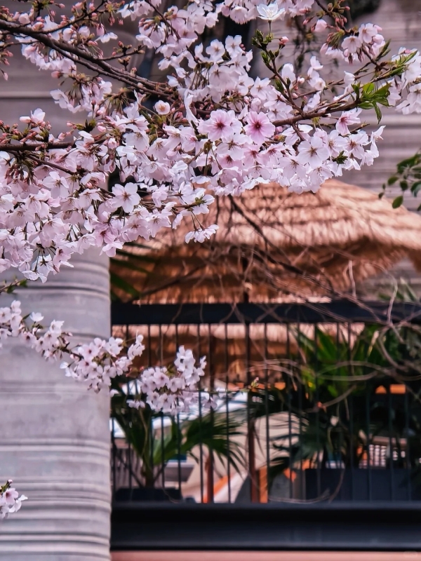 Blossom Season at 1000 Trees Shanghai