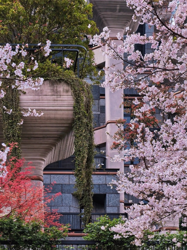 Blossom Season at 1000 Trees Shanghai